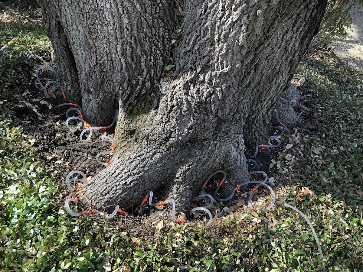Detailed Tree Cabling and Bracing job site in Wendell Depot