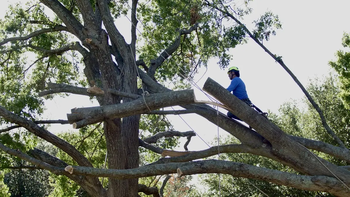 Professional Crown Thinning performed by certified arborists in Wendell Depot